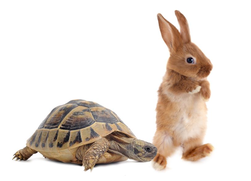 Corrie D Marketing Digital Marketing Tortoise and Hare Race